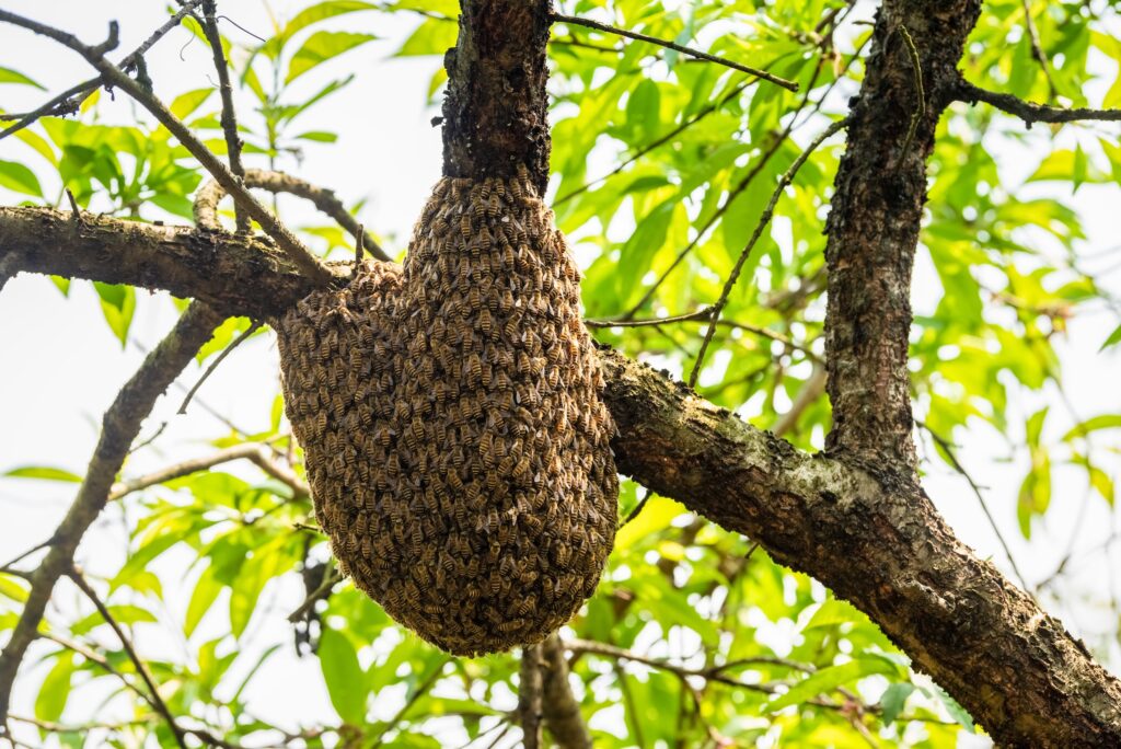Wild beehive on tree